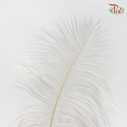 Ostrich Feather Preservative - White (35cm) (Per Stem)-White-China-prflorist.com.my