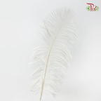 Ostrich Feather Preservative - White (35cm) (Per Stem)-White-China-prflorist.com.my