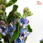 Oxypetalum - Blue (Per Bunch)-Blue-China-prflorist.com.my
