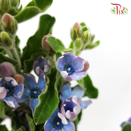 Oxypetalum - Blue (Per Bunch)-Blue-China-prflorist.com.my