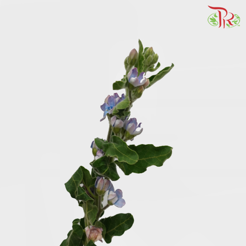 Oxypetalum - Blue (Per Bunch)-Blue-China-prflorist.com.my
