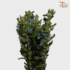 Oxypetalum - Blue (Per Bunch)-Blue-China-prflorist.com.my