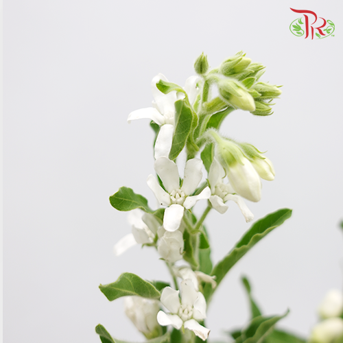 Oxypetalum - White (Per Bunch)-White-China-prflorist.com.my