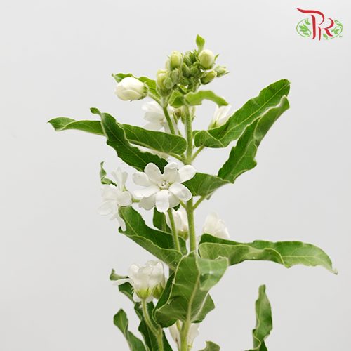 Oxypetalum - White (Per Bunch)-White-China-prflorist.com.my