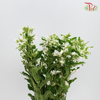 Oxypetalum - White (Per Bunch)-White-China-prflorist.com.my