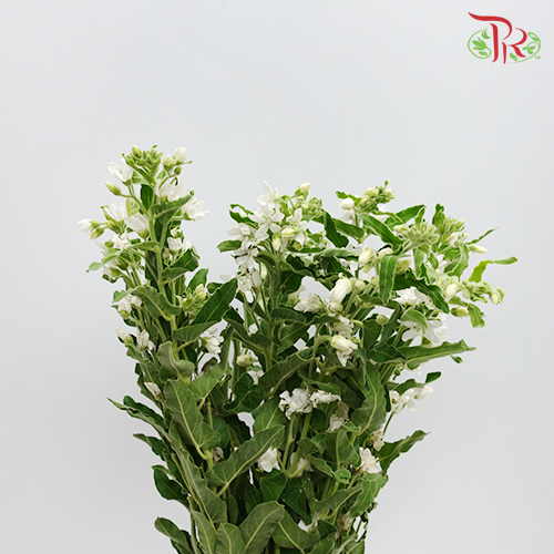 Oxypetalum - White (Per Bunch)-White-China-prflorist.com.my