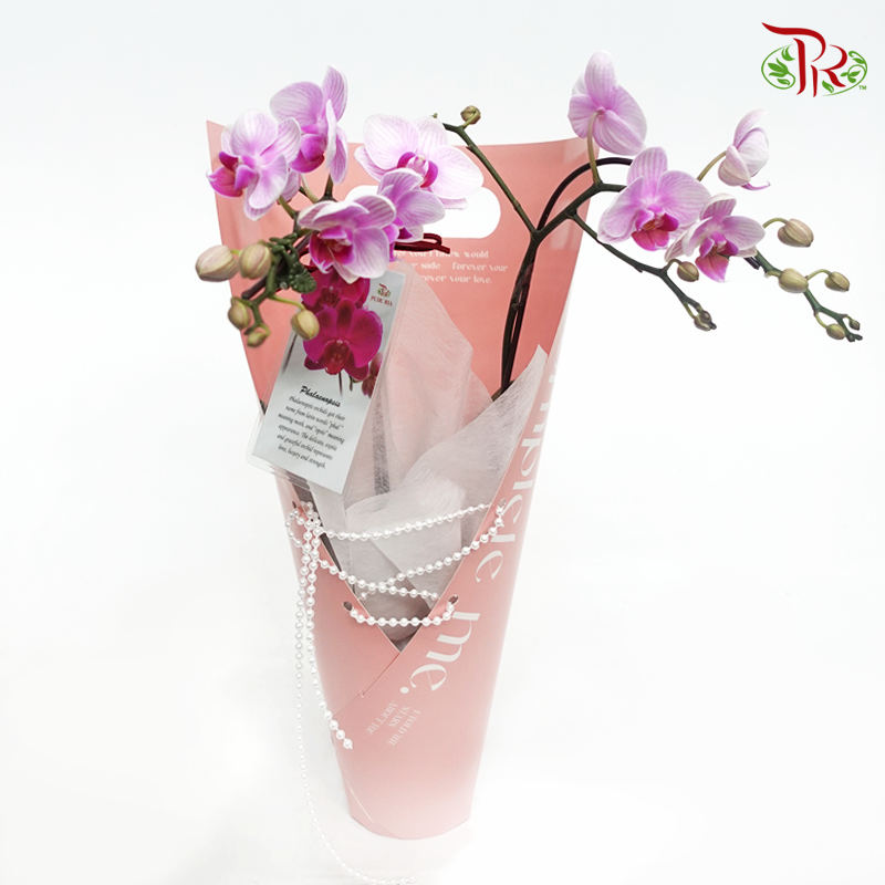 Mini Orchid Arrangement Gift (Random Choose Orchid Colour)