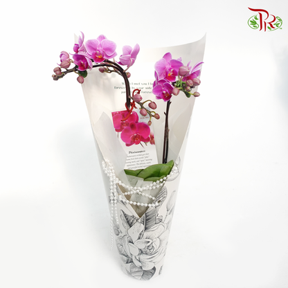 Mini Orchid Arrangement Gift (Random Choose Orchid Colour)