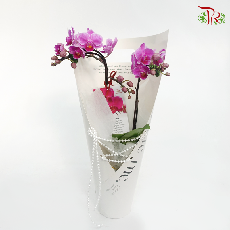 Mini Orchid Arrangement Gift (Random Choose Orchid Colour) - Pudu Ria Florist