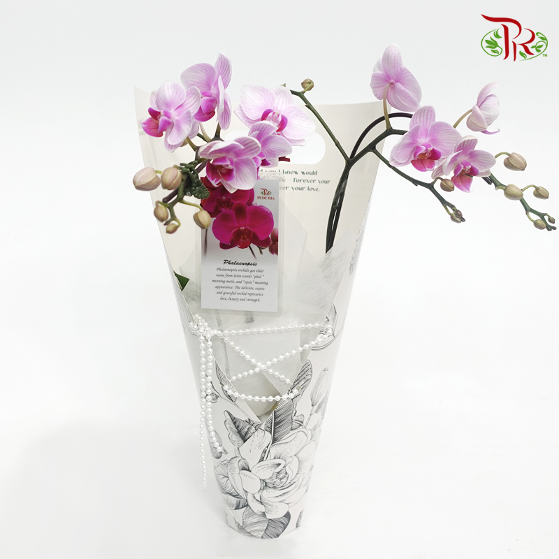 Mini Orchid Arrangement Gift (Random Choose Orchid Colour) - Pudu Ria Florist