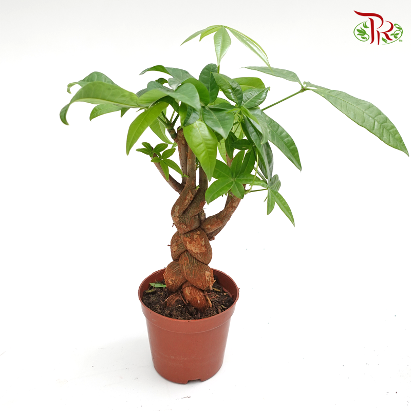 Pachira 3 Plait (Thick stem) 《发财树》
