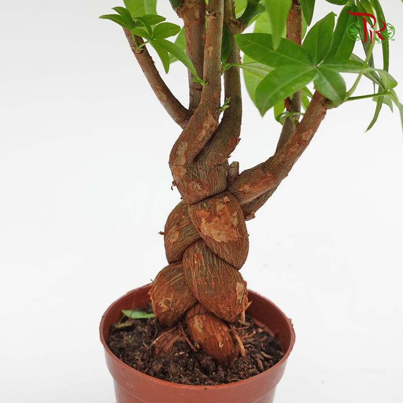 Pachira 3 Plait (Thick stem) 《发财树》