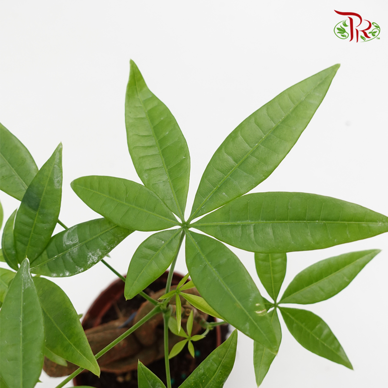 Pachira 3 Plait (Thick stem) 《发财树》