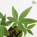 Pachira 3 Plait (Thick stem) 《发财树》