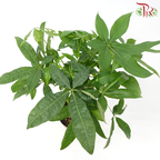 Pachira Aquatica P150《发财树》