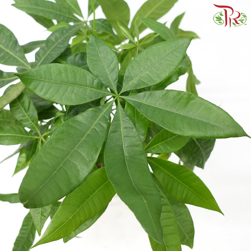 Pachira Aquatica P150《发财树》