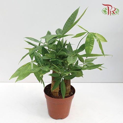 Pachira Tree Head 3 Stems 《发财树》-Pudu Ria Florist-prflorist.com.my