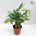 Pachira Tree Head 3 Stems 《发财树》-Pudu Ria Florist-prflorist.com.my