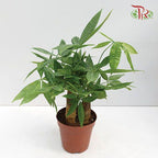 Pachira Tree Head 3 Stems 《发财树》-Pudu Ria Florist-prflorist.com.my