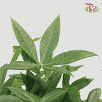 Pachira Tree Head 3 Stems 《发财树》-Pudu Ria Florist-prflorist.com.my