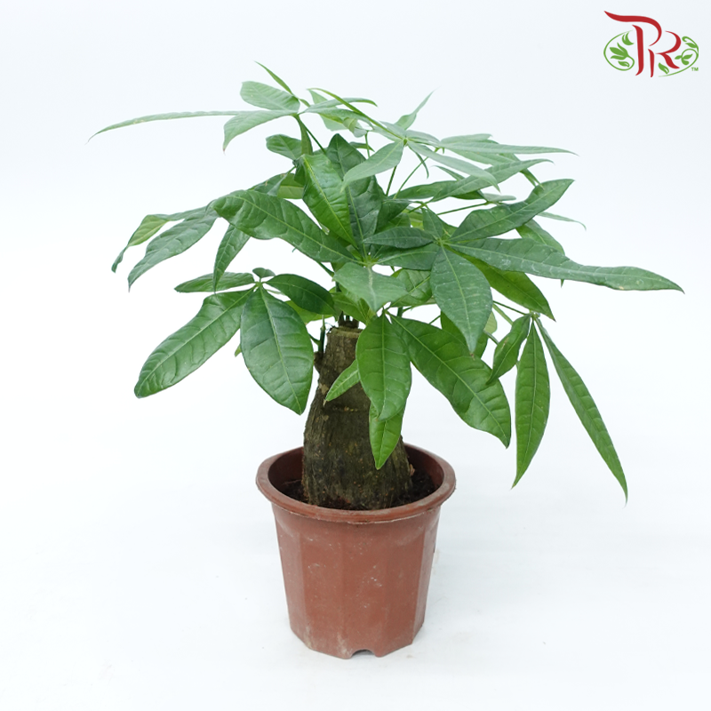 Pachira Tree Head P230《发财树》 – Pudu Ria Florist