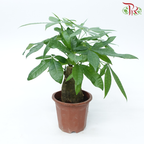 Pachira Tree Head P230《发财树》-Pudu Ria Florist-prflorist.com.my