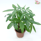 Pachira Tree Head P230《发财树》-Pudu Ria Florist-prflorist.com.my