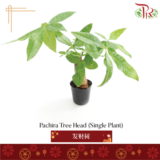 Pachira Tree Head (Single Plant) P120《发财树》-Pudu Ria Florist-prflorist.com.my