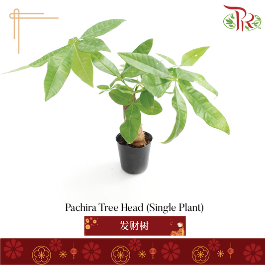 Pachira Tree Head (Single Plant) P120《发财树》