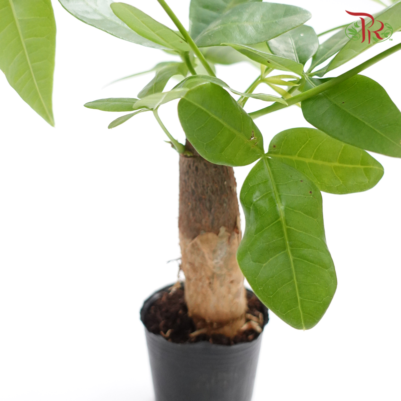 Pachira Tree Head (Single Plant) P120《发财树》-Pudu Ria Florist-prflorist.com.my
