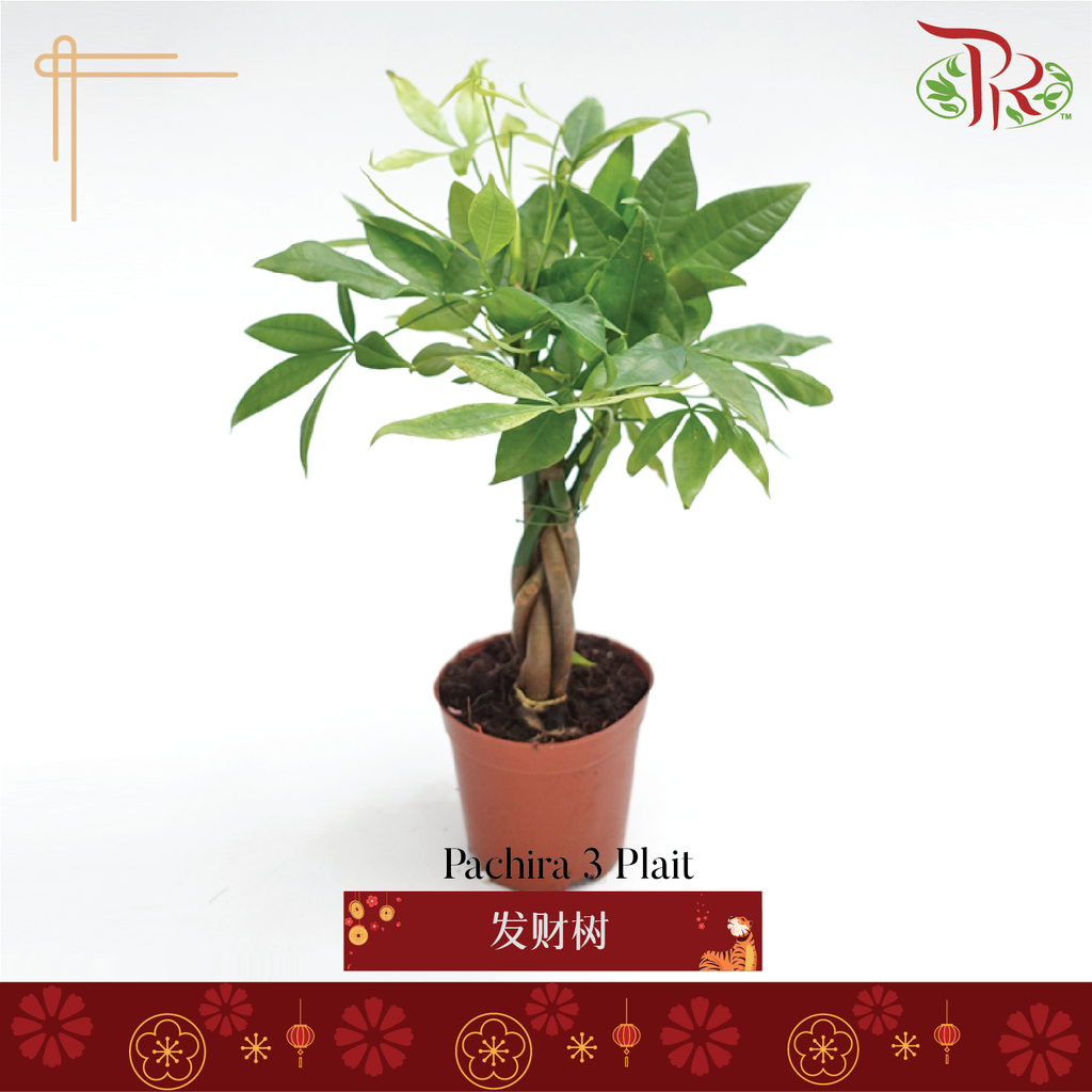 Pachira 3 Plait P90 《三辫发财树》