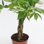 Pachira 3 Plait P90 《三辫发财树》