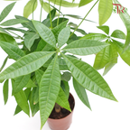 Pachira 3 Plait P90 《三辫发财树》