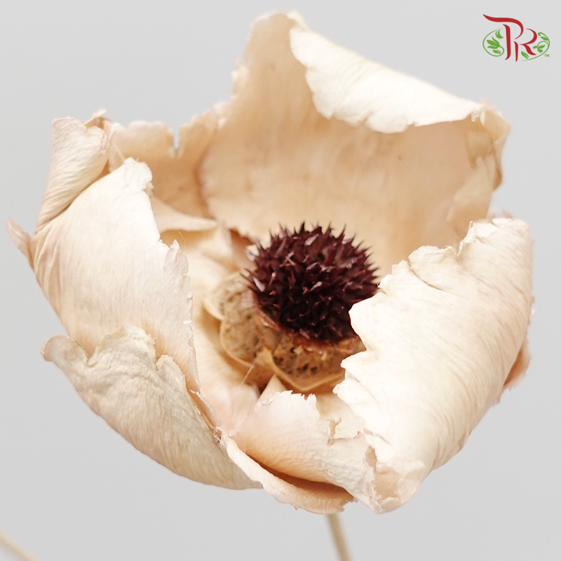 Palm Flower Preservative ( 4051-3-160 )-Japan-prflorist.com.my