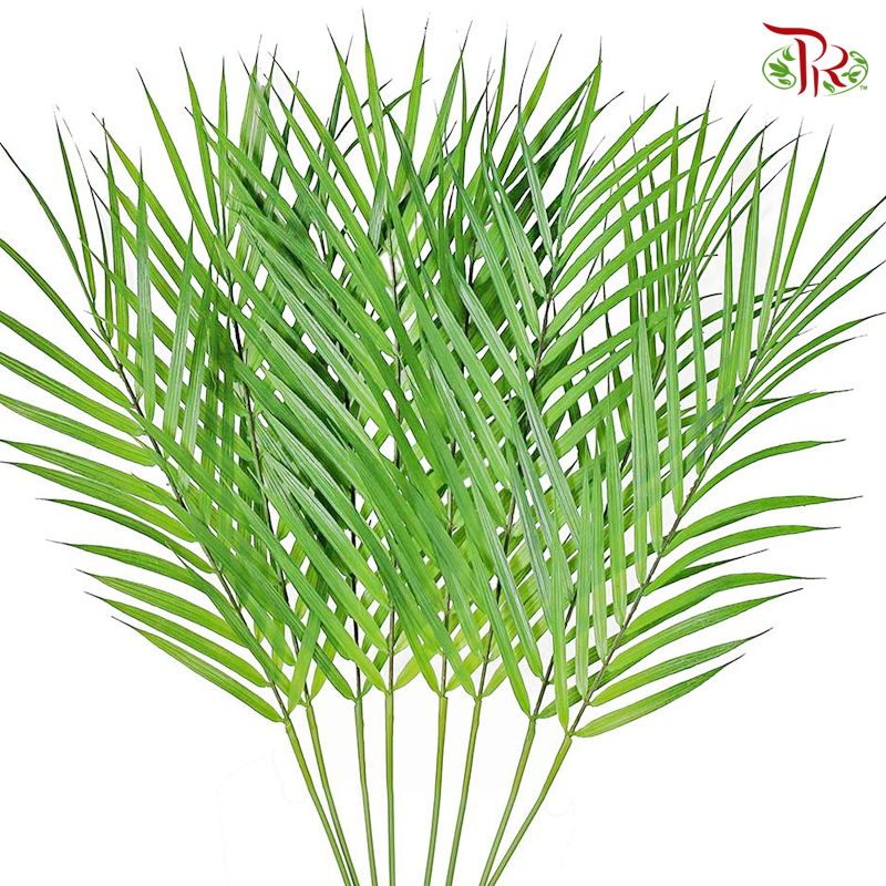 Palm Leaf (S, M, L) - 20 STEMS-Malaysia-prflorist.com.my
