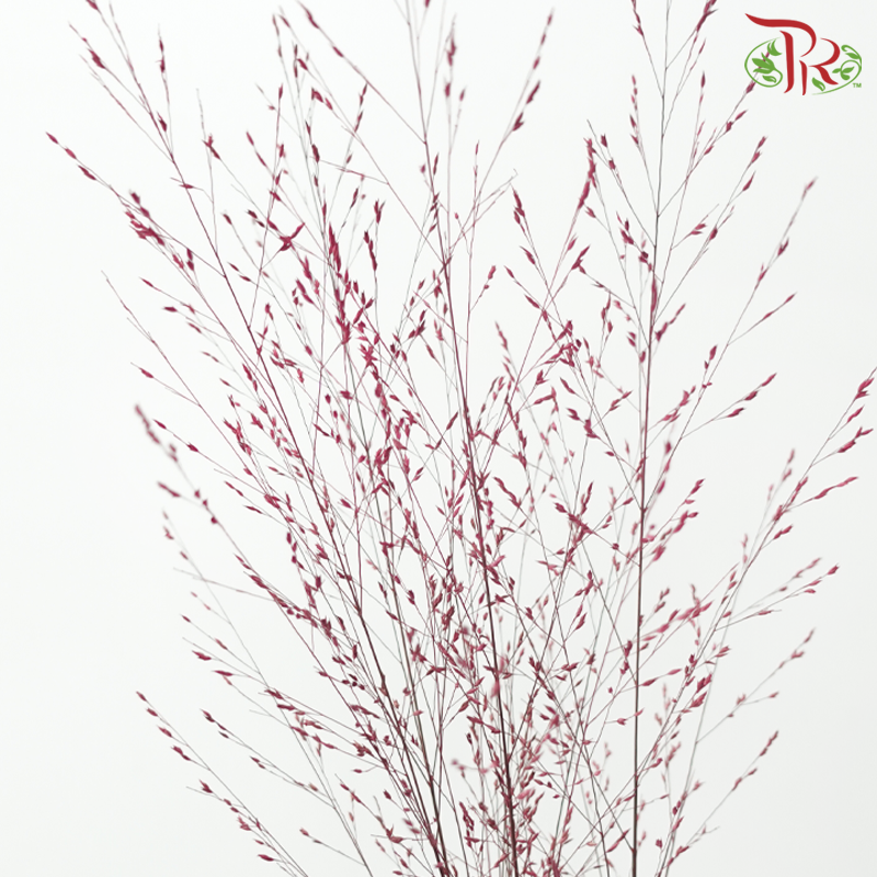 Panicum Dyed - Red (5 Stems)-Japan-prflorist.com.my