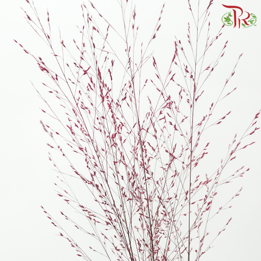 Panicum Dyed - Red (5 Stems)-Japan-prflorist.com.my