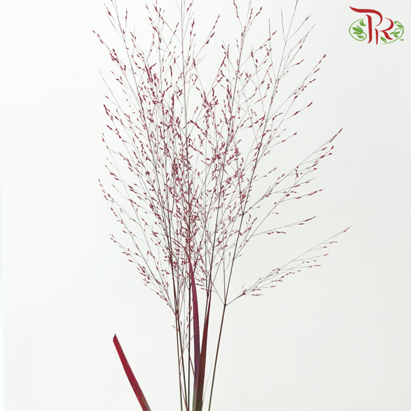 Panicum Dyed - Red (5 Stems)-Japan-prflorist.com.my