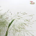 Panicum Fountain - (Per Bunch)-Green-China-prflorist.com.my