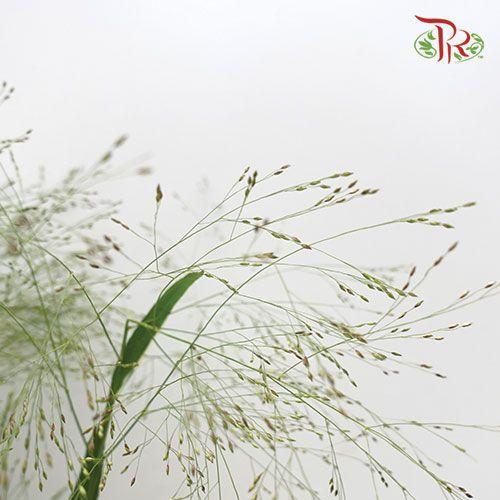 Panicum Fountain - (Per Bunch)-Green-China-prflorist.com.my