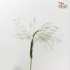 Panicum Fountain - (Per Bunch)-Green-China-prflorist.com.my