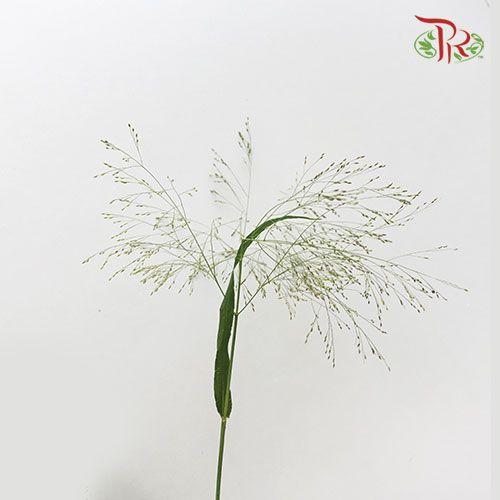 Panicum Fountain - (Per Bunch)-Green-China-prflorist.com.my