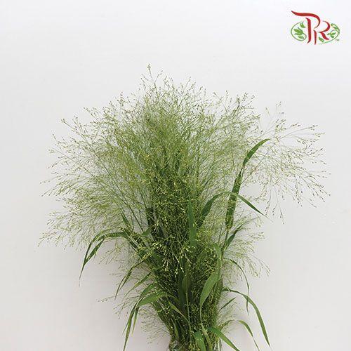 Panicum Fountain - (Per Bunch)-Green-China-prflorist.com.my