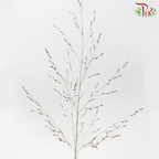 Panicum Virgatum (Per Bunch)-Netherland-prflorist.com.my