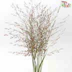 Panicum Virgatum (Per Bunch)-Netherland-prflorist.com.my
