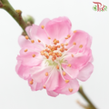 Peach Blossom - (Per Bunch)-China-prflorist.com.my