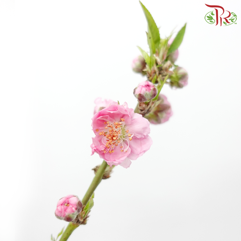Peach Blossom - (Per Bunch)-China-prflorist.com.my