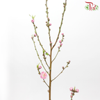 Peach Blossom - (Per Bunch)-China-prflorist.com.my