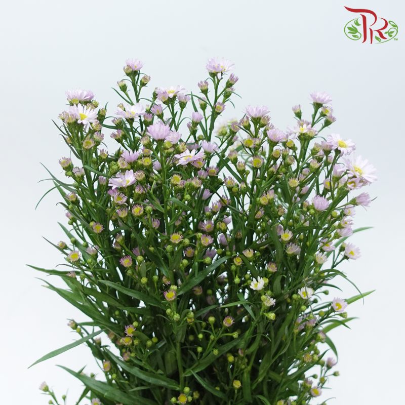 Peacock - Lilac (Targetes Patula) (Per Bunch)-Lilac-China-prflorist.com.my