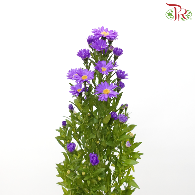 Peacock - Purple (Per Bunch)-Purple-Malaysia-prflorist.com.my